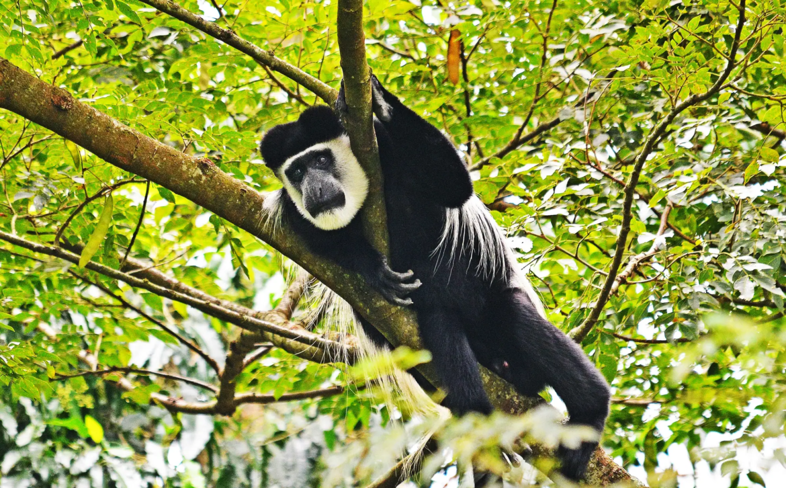 Kakamega Forest