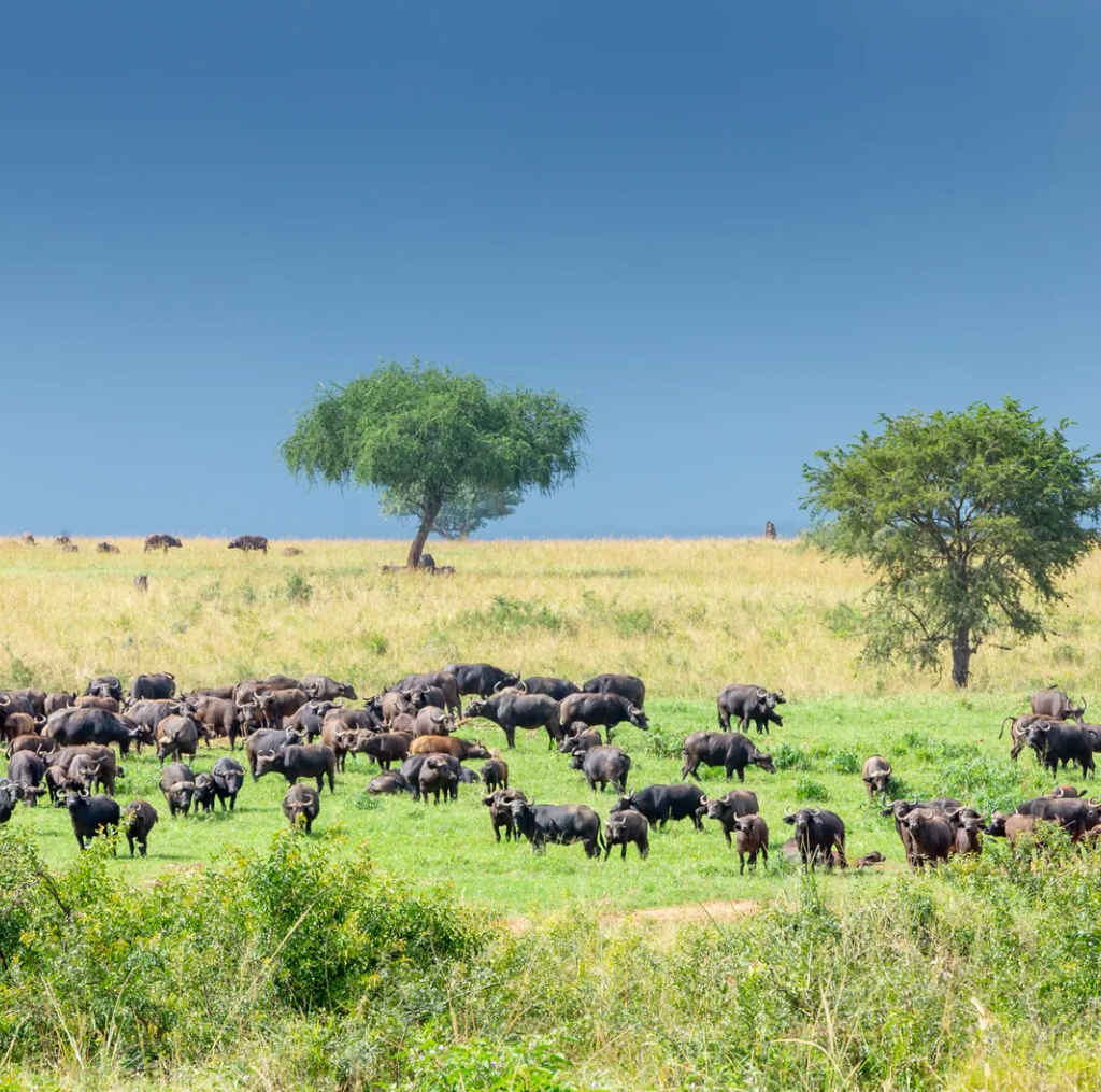 Buffalo herd plains, Uganda