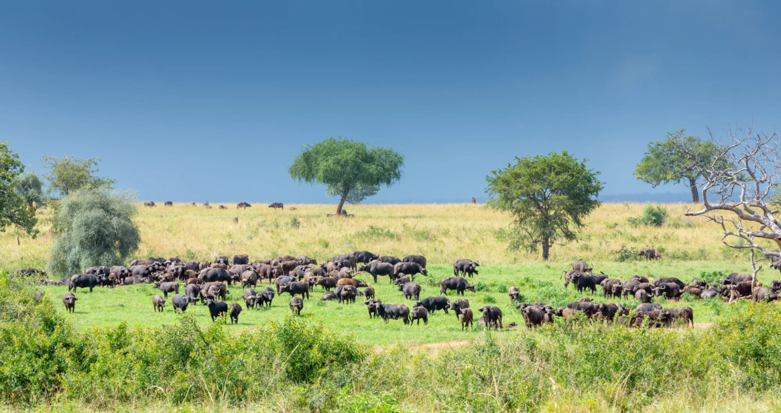East Madi Wildlife Reserve