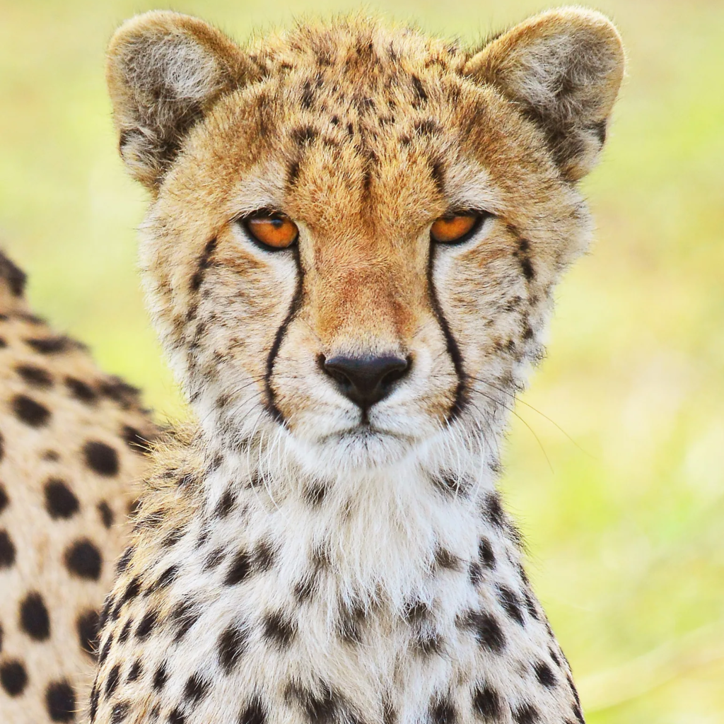 Cheetah, Uganda