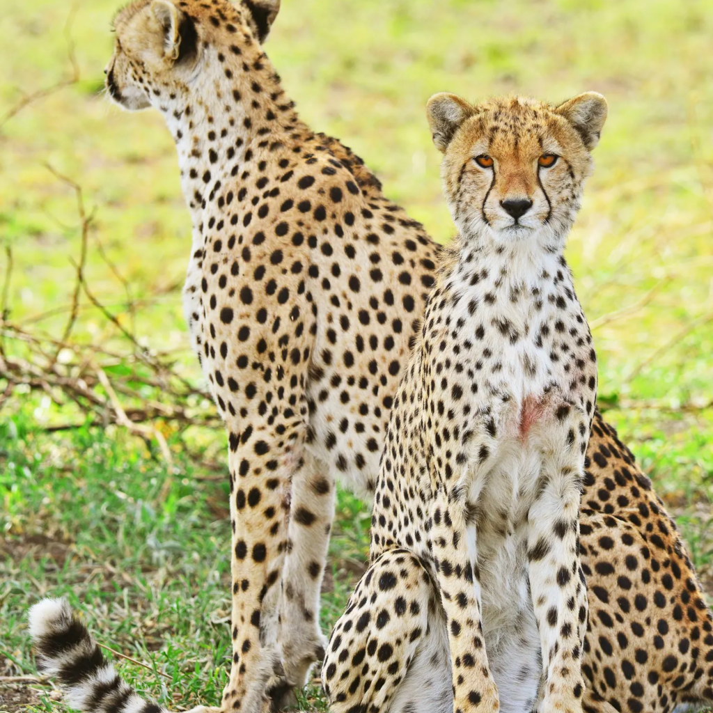 Cheetah, Uganda