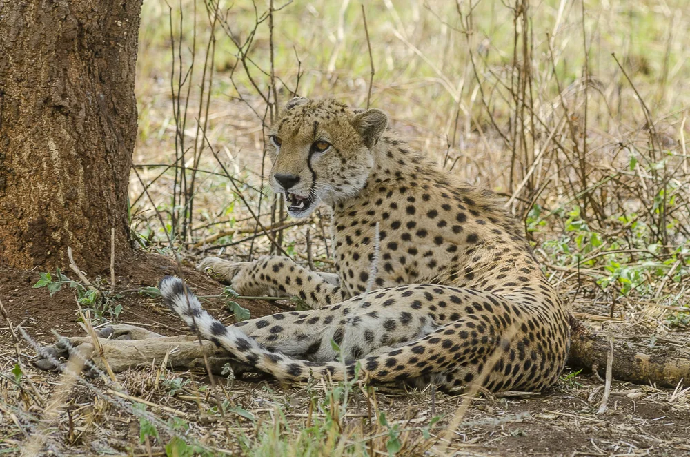 Cheetah pair, Uganda