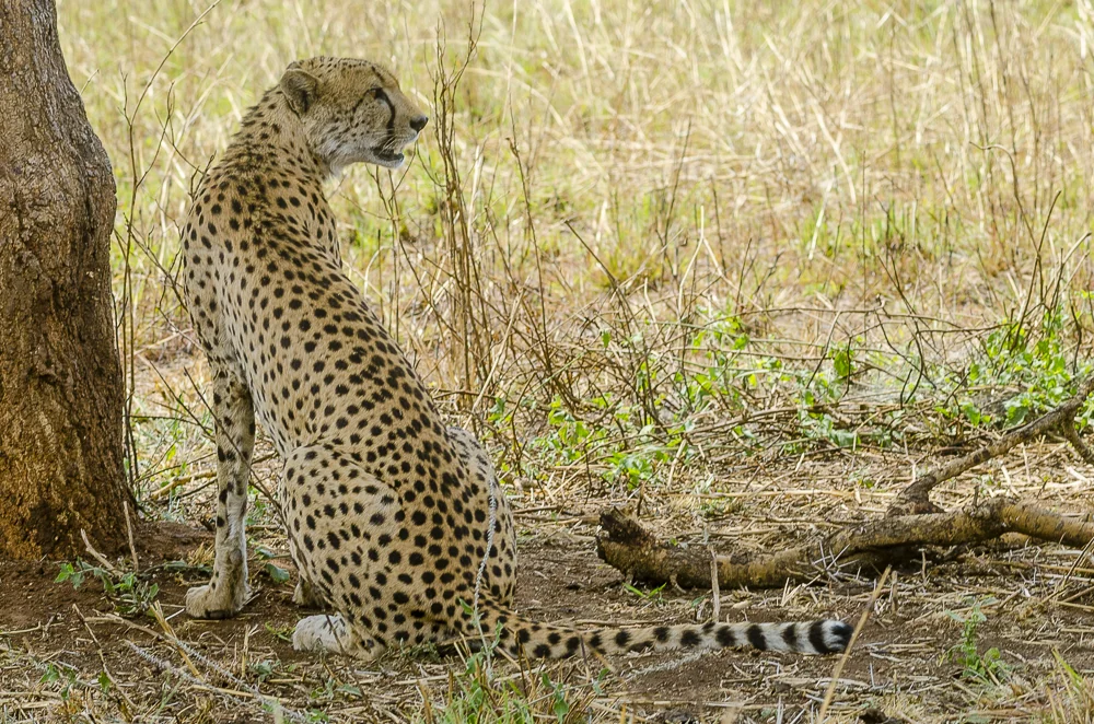 Cheetah pair, Uganda