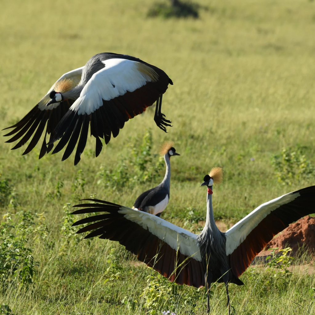 Grey crowned cranes dancing in a field