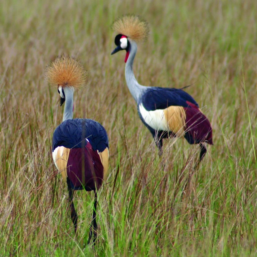 Grey crowned cranes in a field