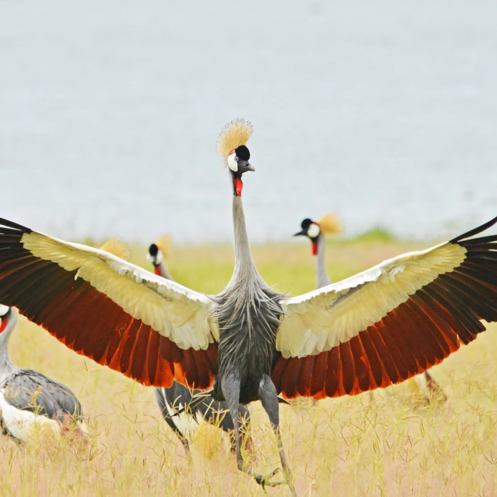 Crowned cranes wings, Uganda