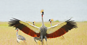 Best Time for Birding in East Africa, Month by Month