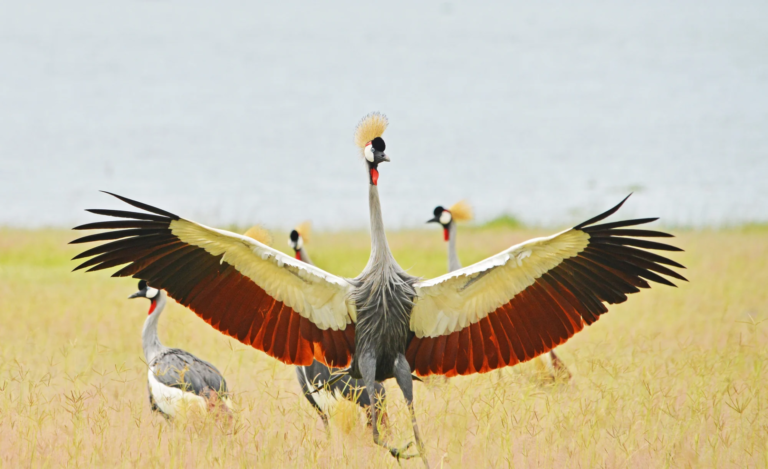 Crowned cranes wings, Uganda