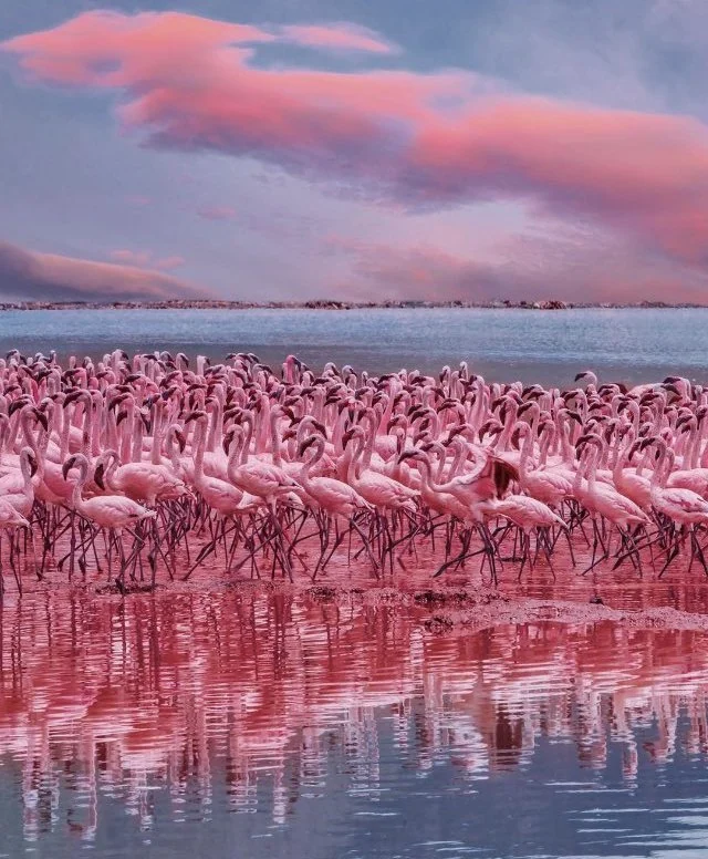 Flamingos on a lake