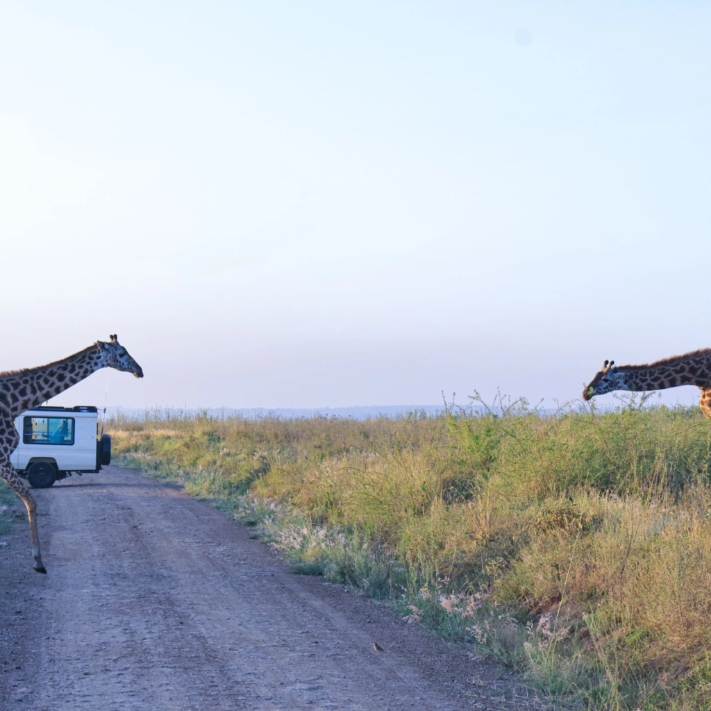 Giraffes safari vehicle, Uganda