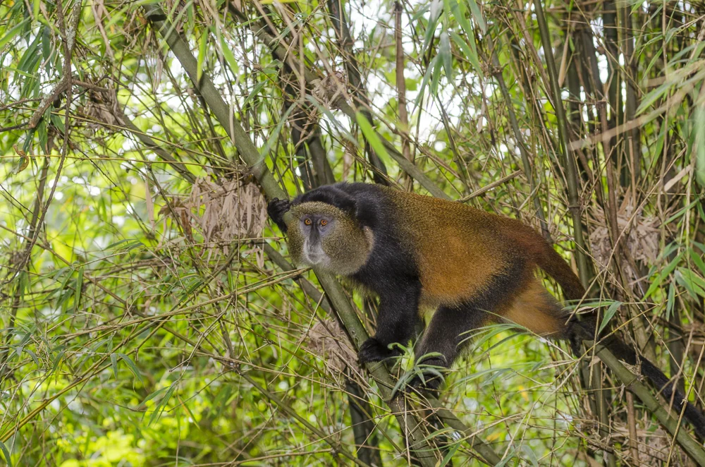 7 Day Golden Monkeys, Gorillas and Chimps: Rwanda and Uganda