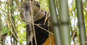 3 Day Rwanda Gorillas and Golden Monkeys Getaway