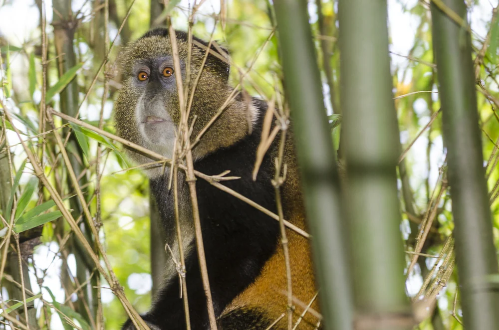 3 Day Rwanda Gorillas and Golden Monkeys Getaway