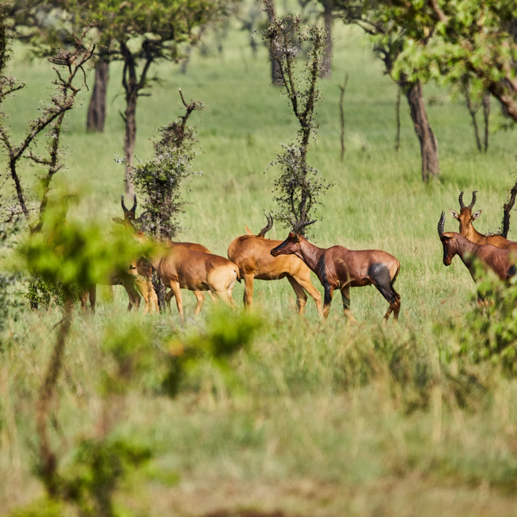 Hartebeest herd, Uganda