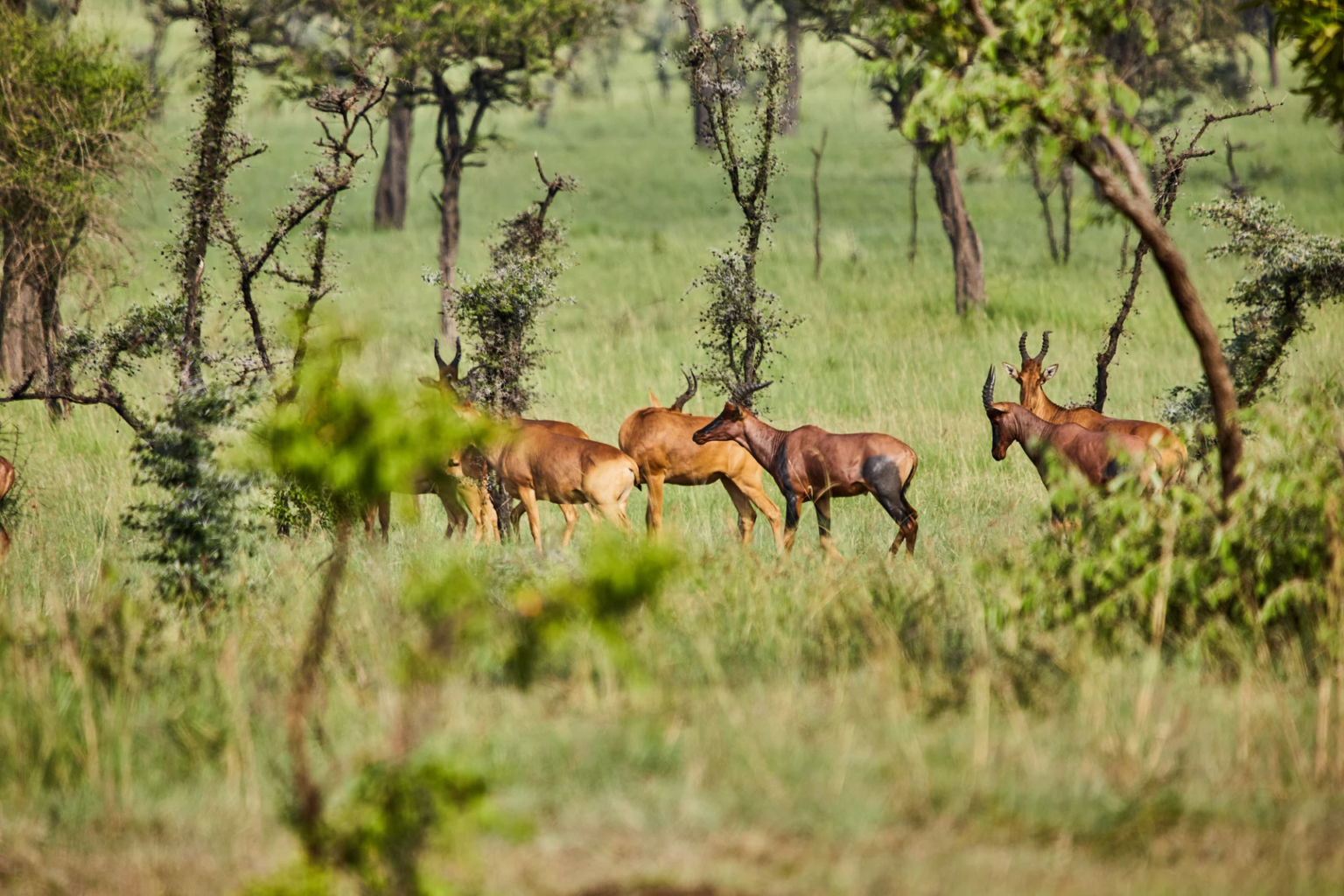 Pian Upe Wildlife Reserve