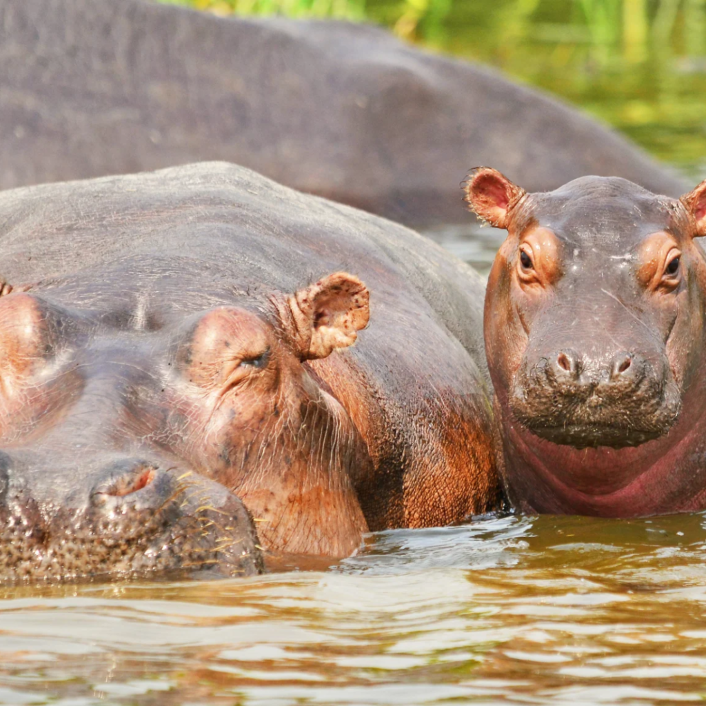 Hippos, Uganda