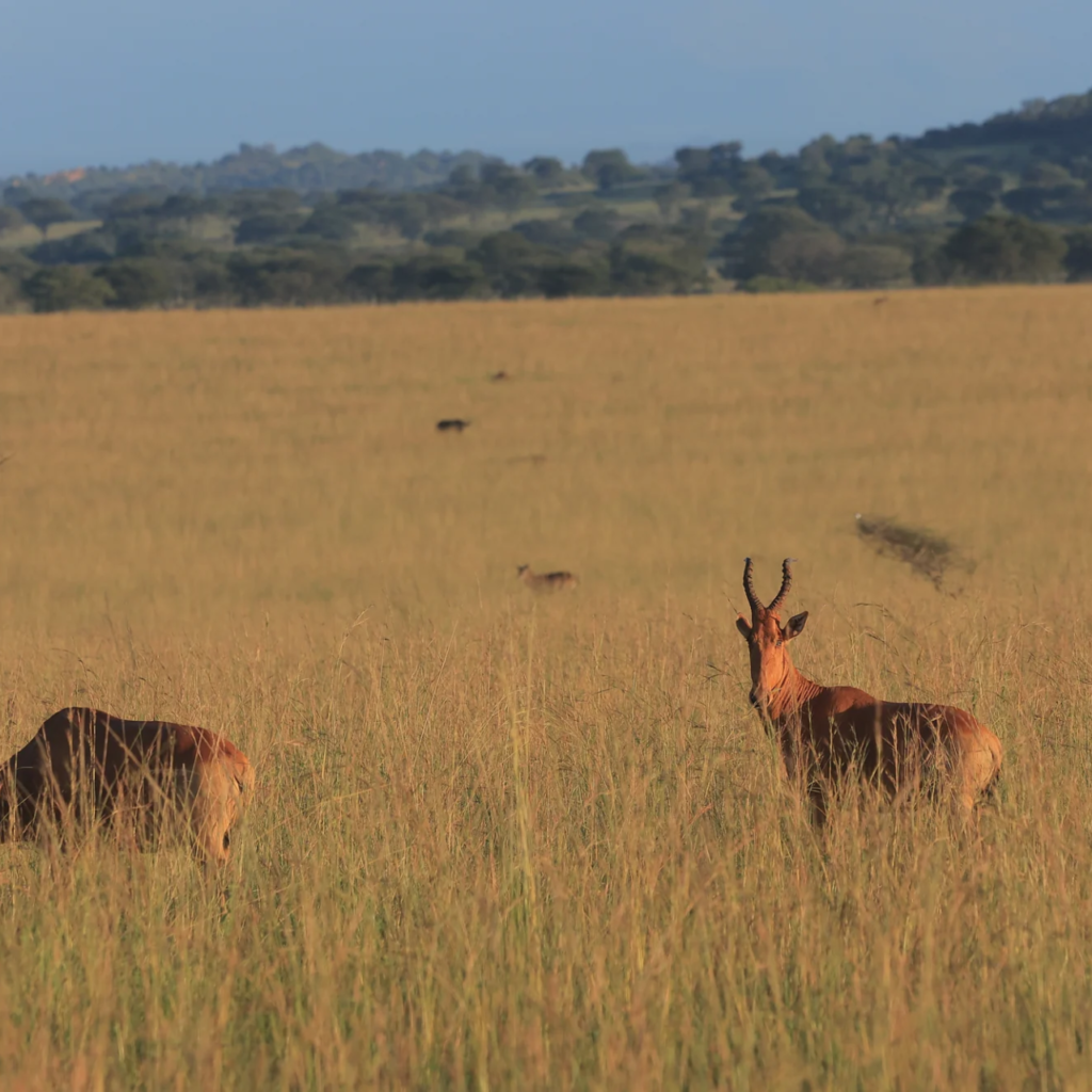 Jackson hartebeest, Uganda