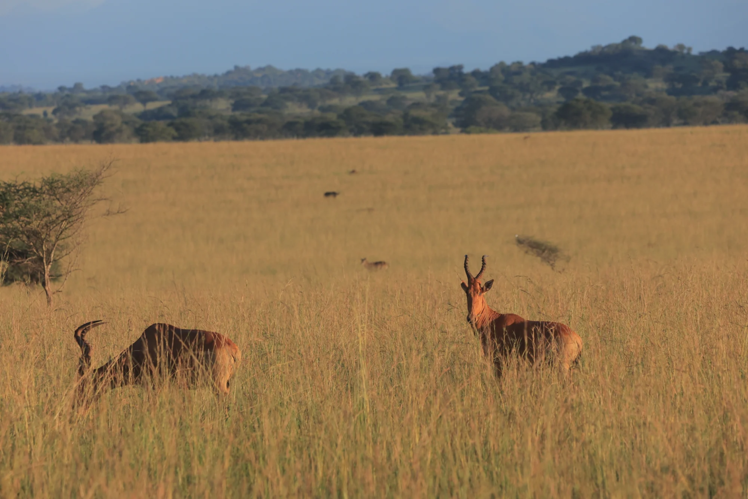 Kigezi Wildlife Reserve