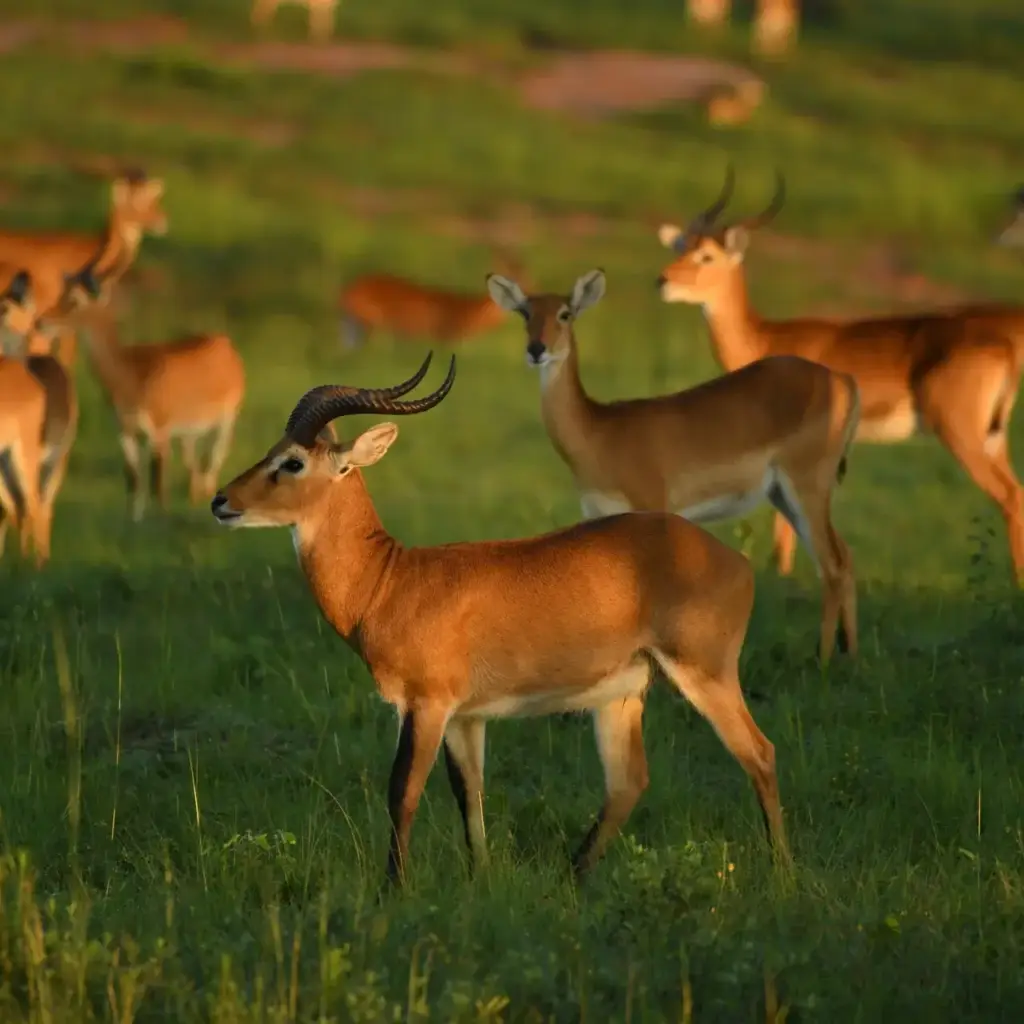 Kob herd sunrise, Uganda
