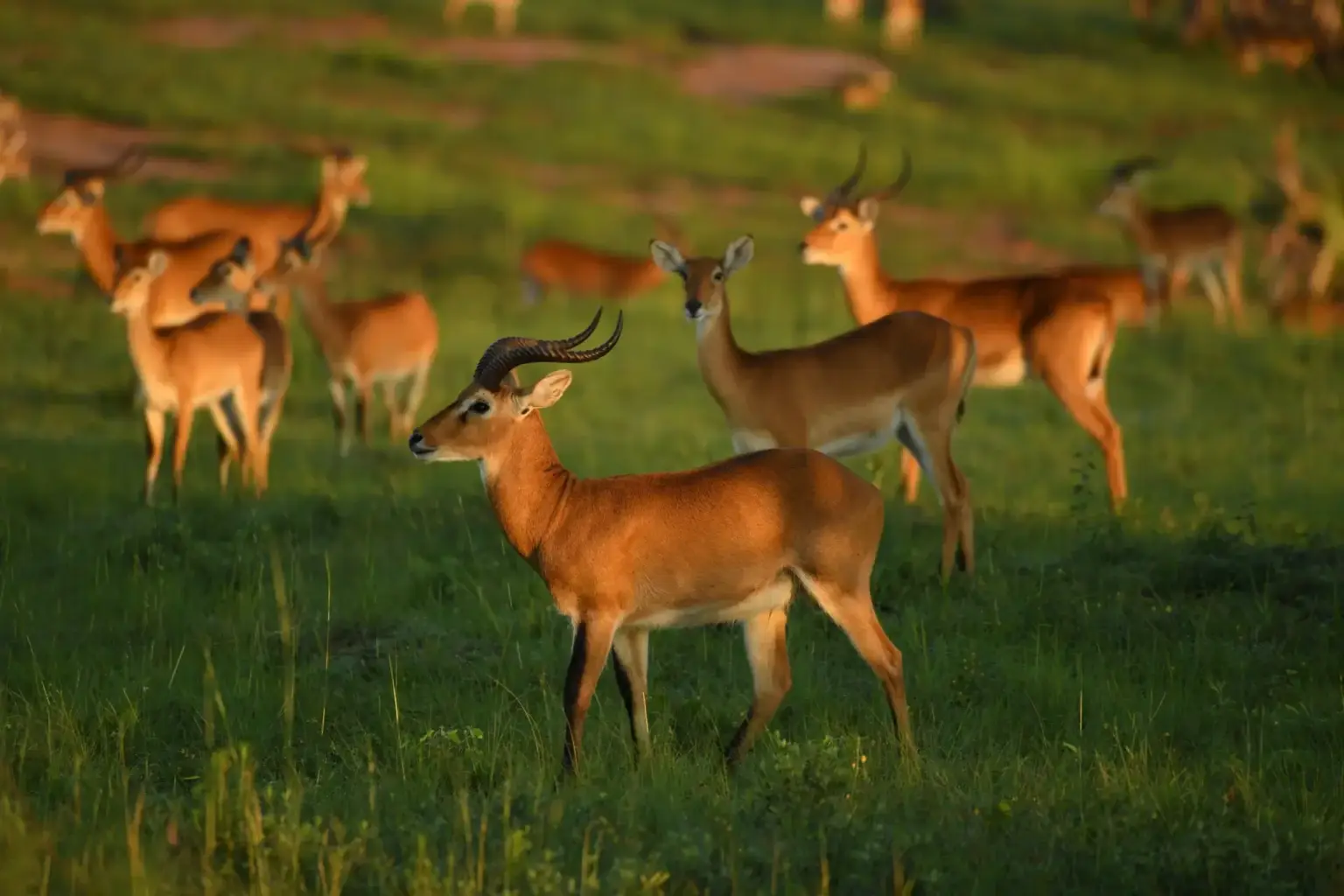 Katonga Wildlife Reserve
