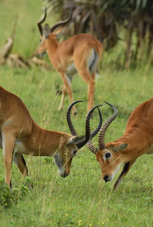 Kob sparring, Uganda