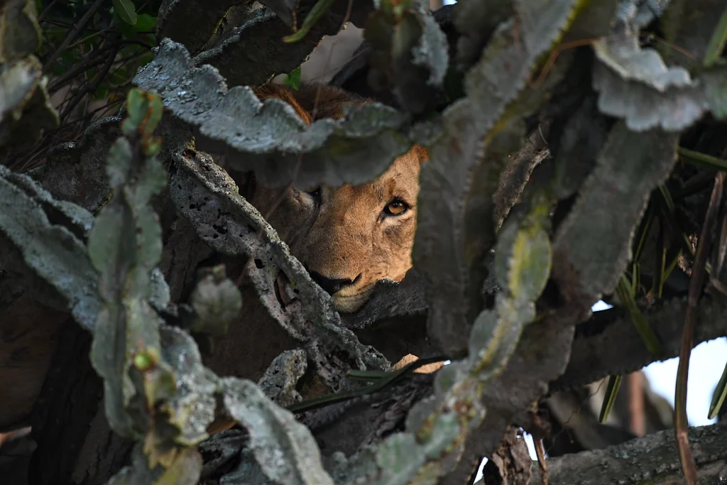 Lion in tree, Uganda