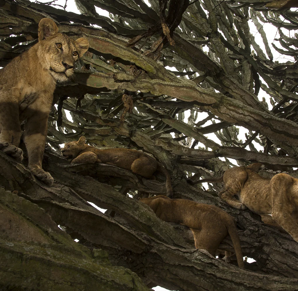 Lion in tree, Uganda