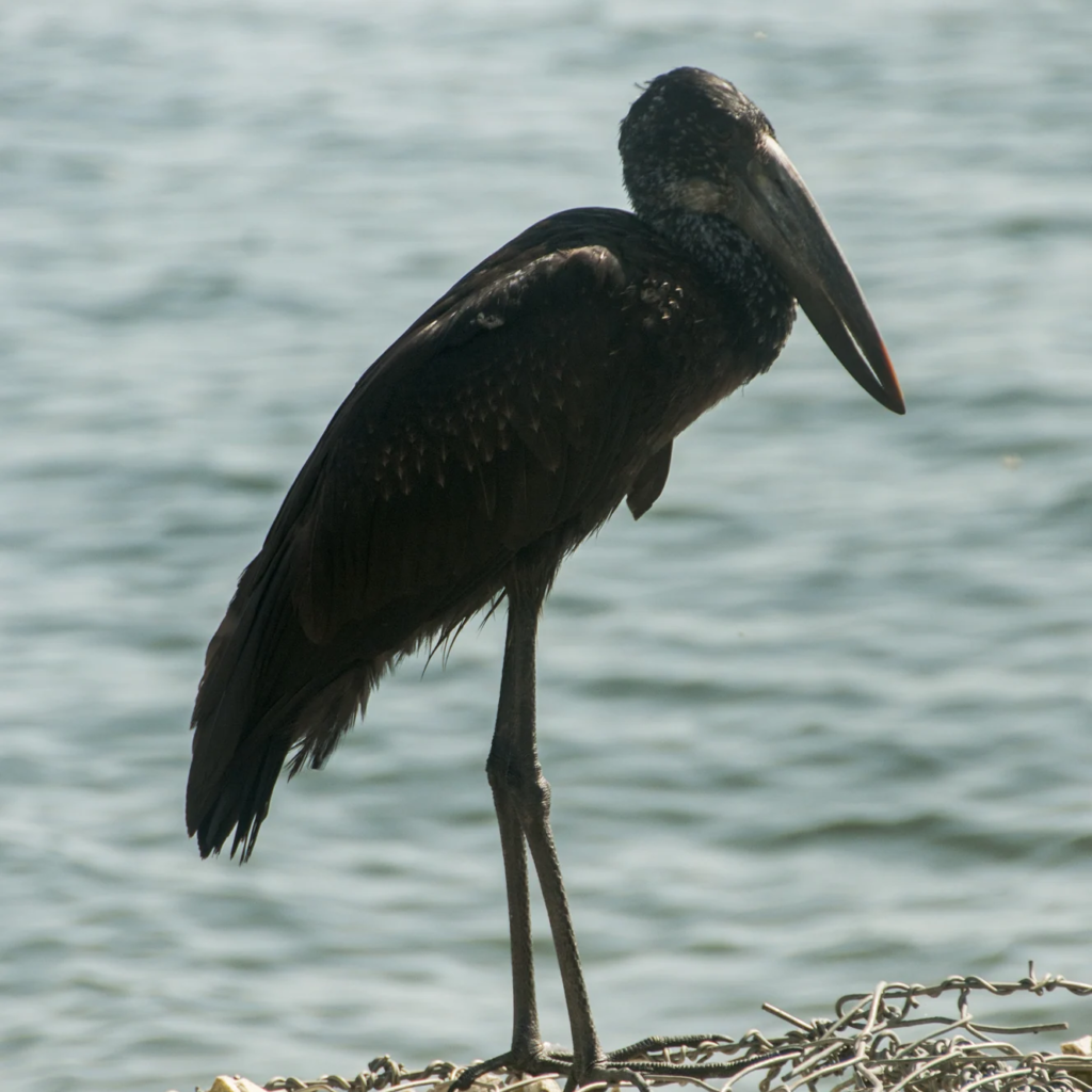 20 Day Uganda Birder’s Grand Tour: Wetlands, Forests and Primates