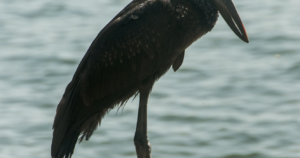 15 Day Eastern Uganda and Karamoja Birding Safari