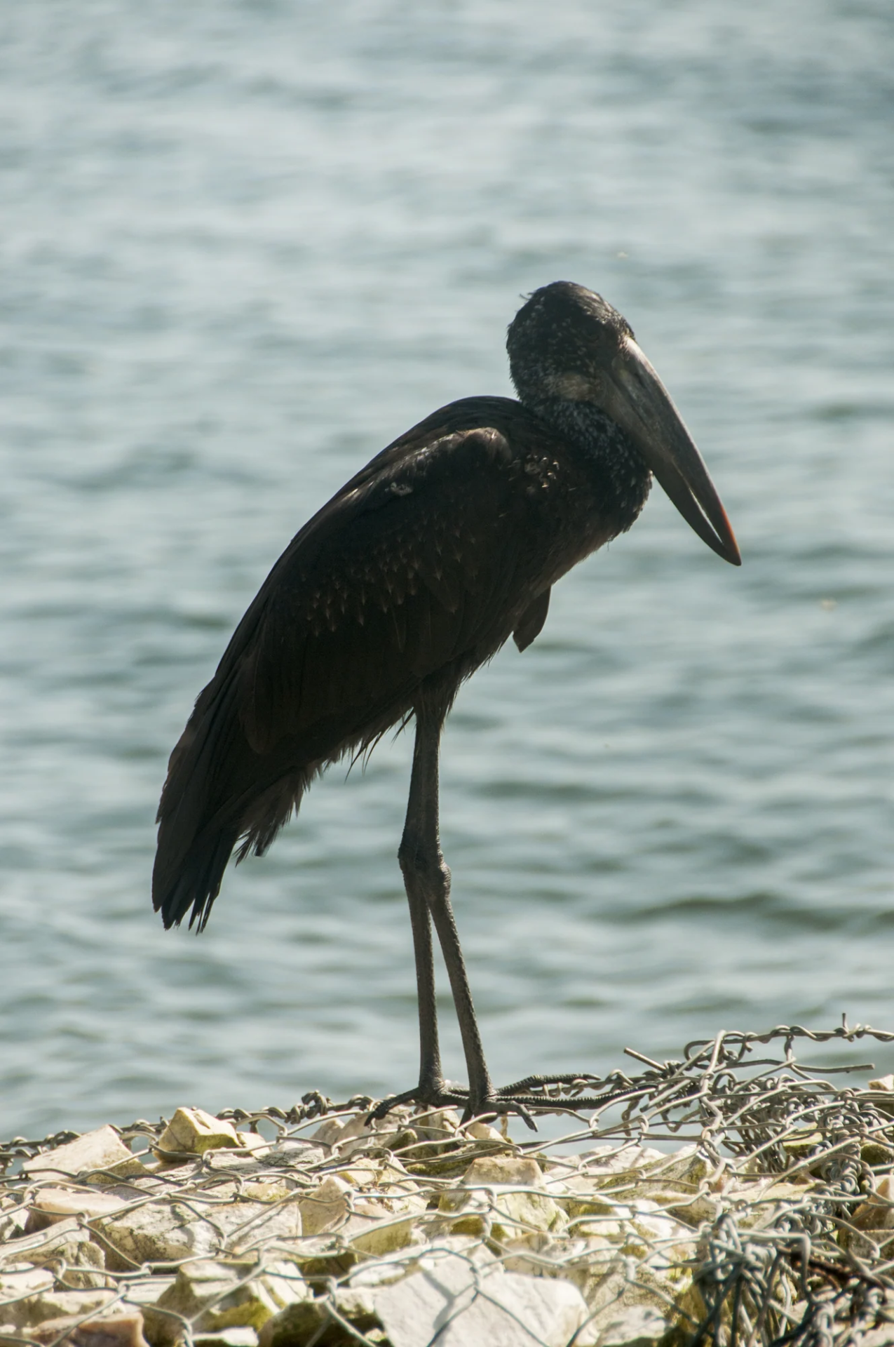 15 Day Eastern Uganda and Karamoja Birding Safari