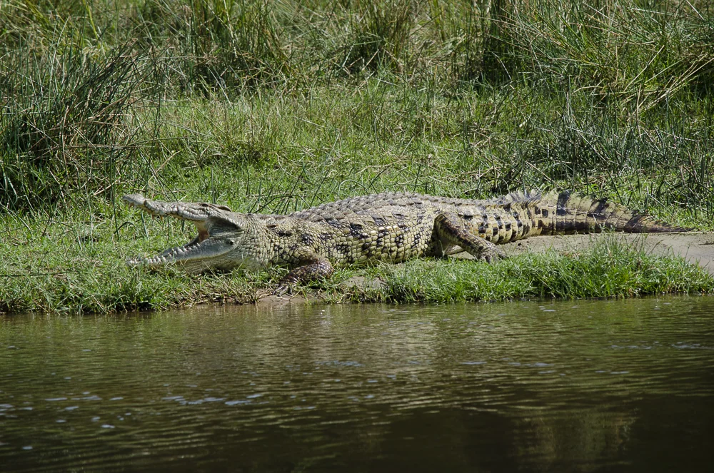 Nile crocodile, Uganda