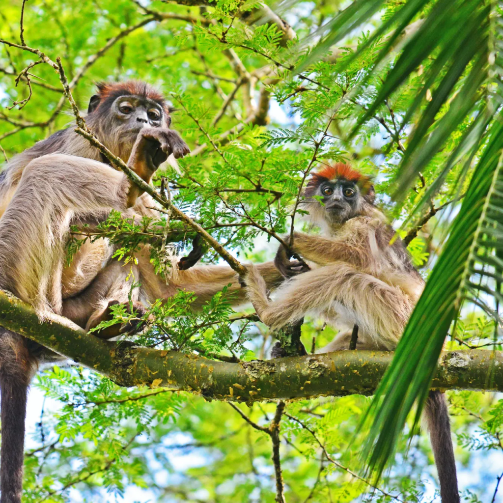 Red colobus, Uganda