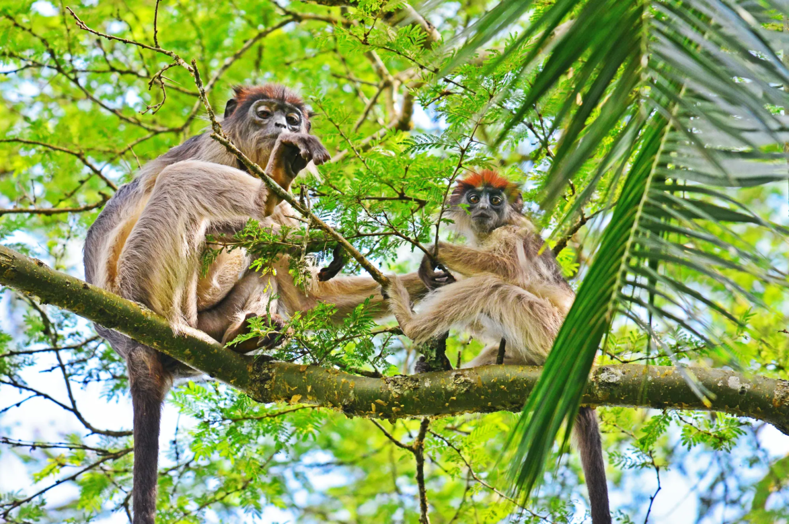 Udzungwa Mountains National Park