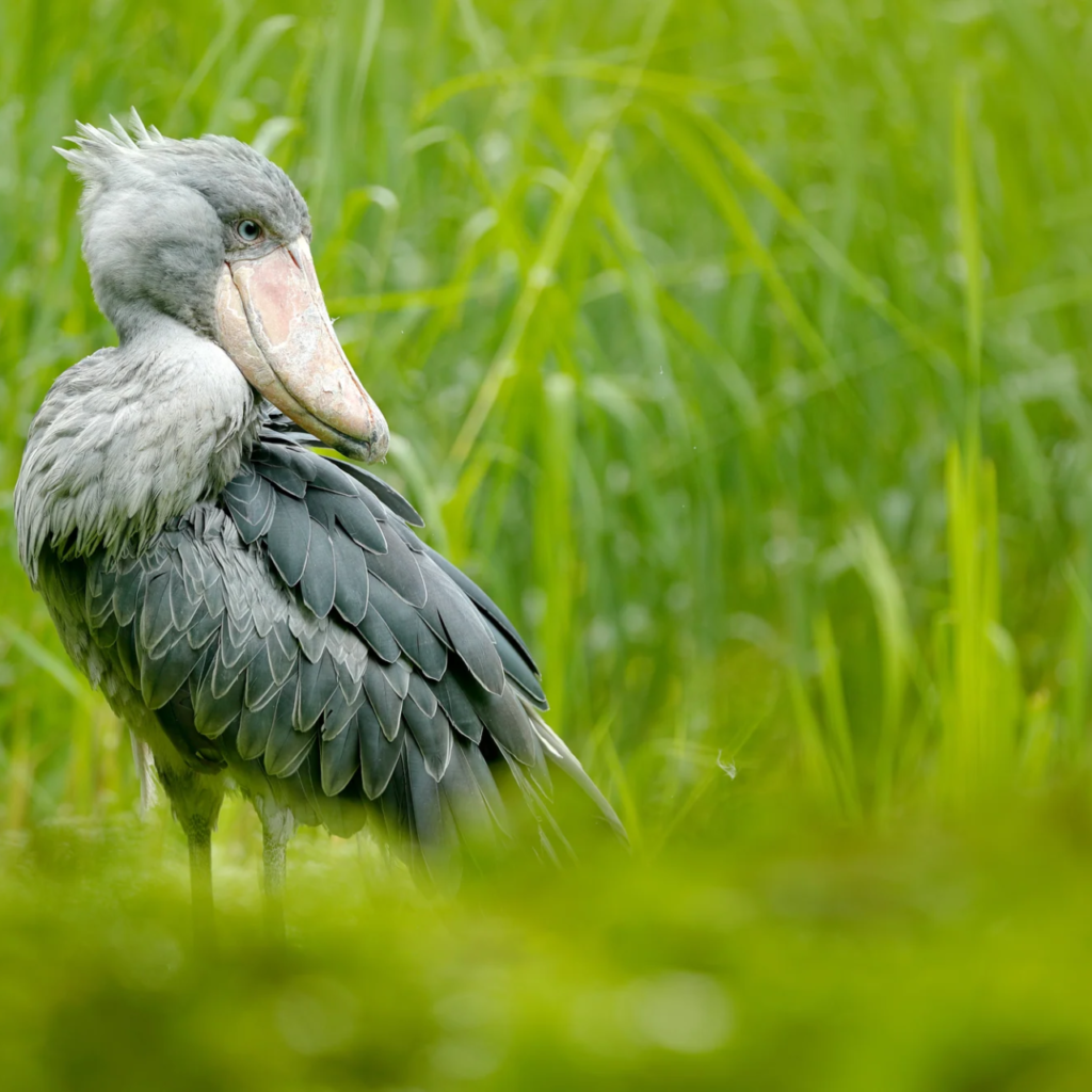 Shoebill wetland, Uganda