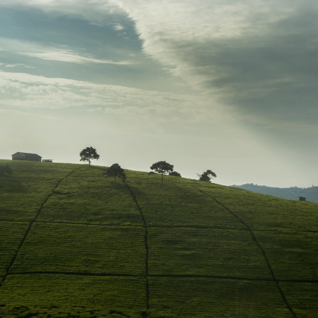Green tea-covered hills in East Africa