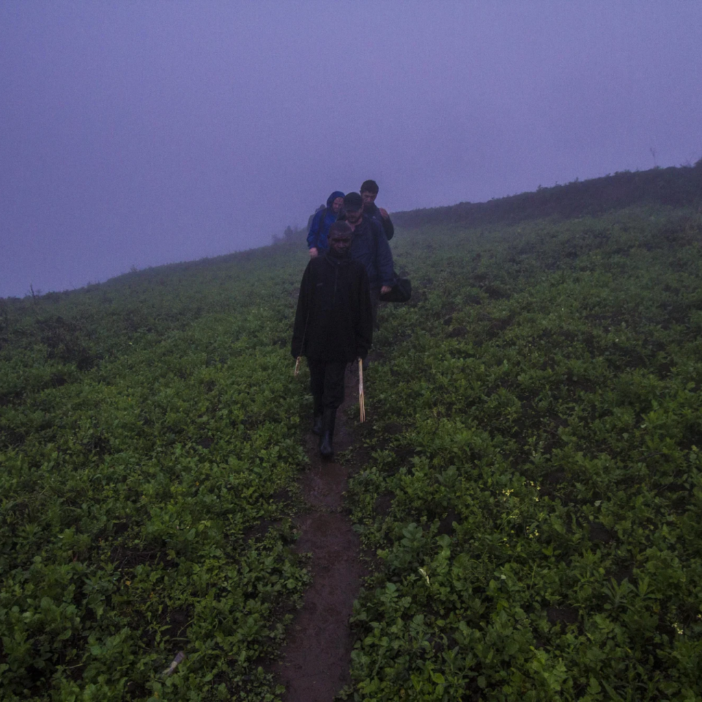 Walking Safaris