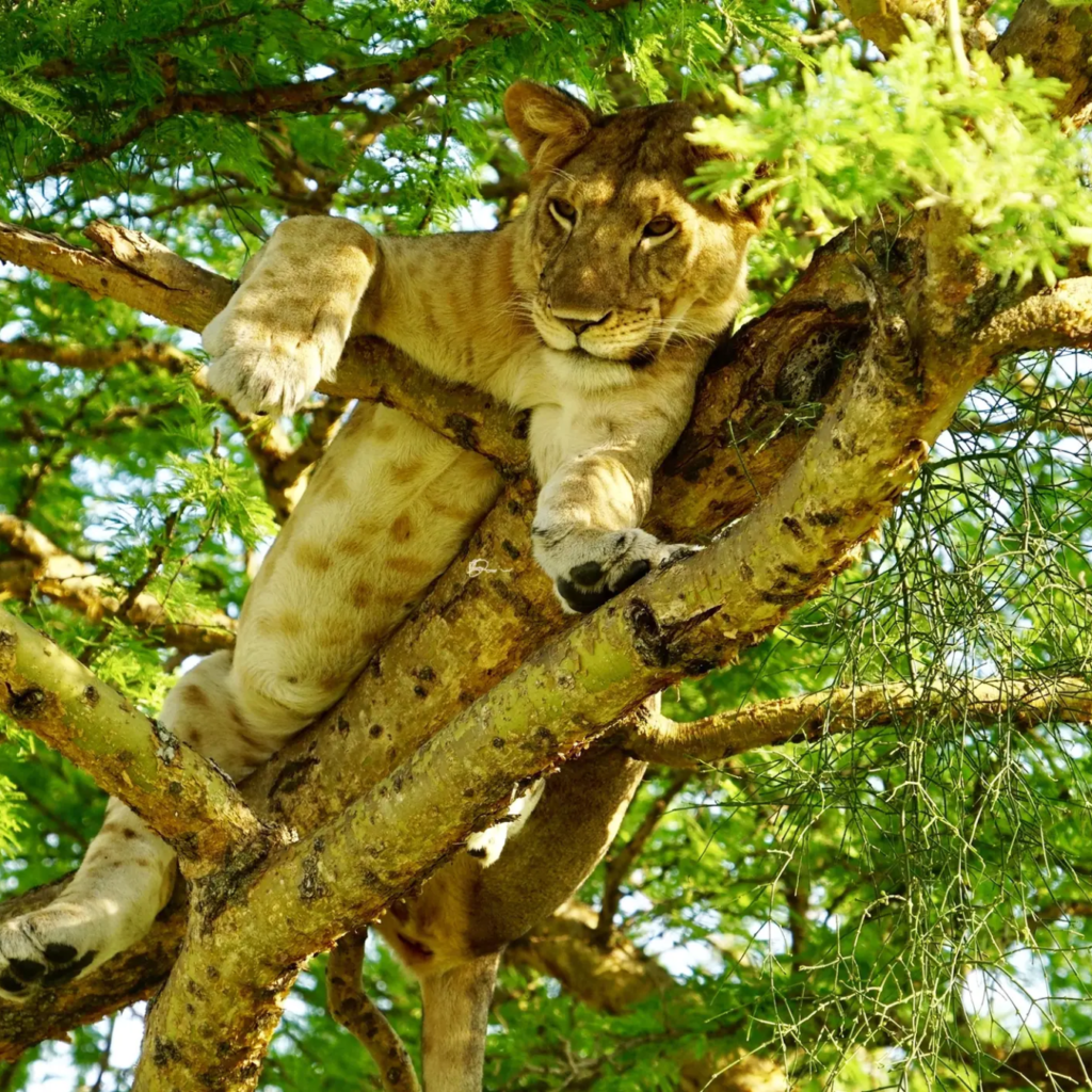 Tree climbing lion, Uganda