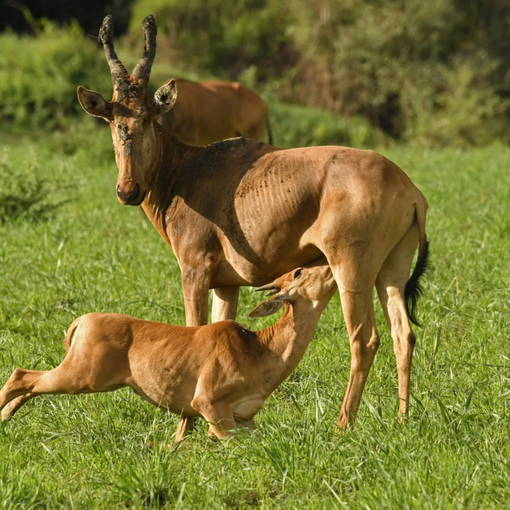 Uganda kob nursing, Uganda