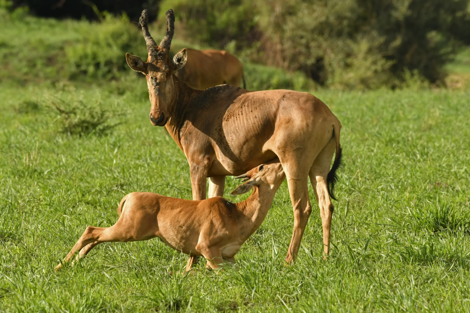 Ajai Wildlife Reserve