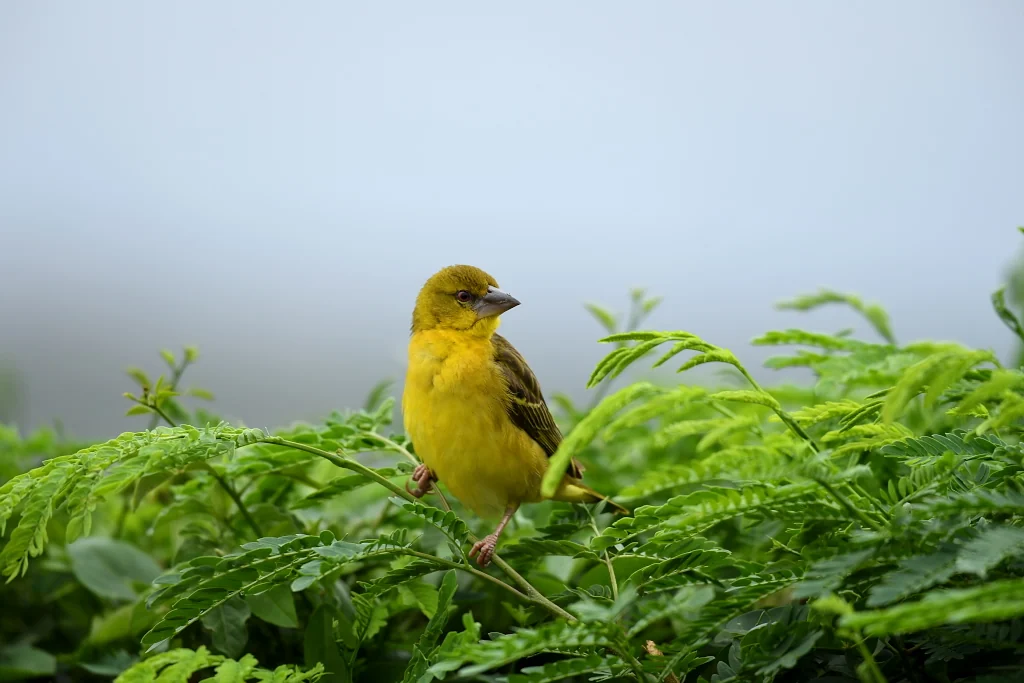 A weaver bird