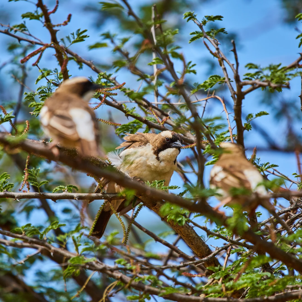 Weaver birds around hanging nests