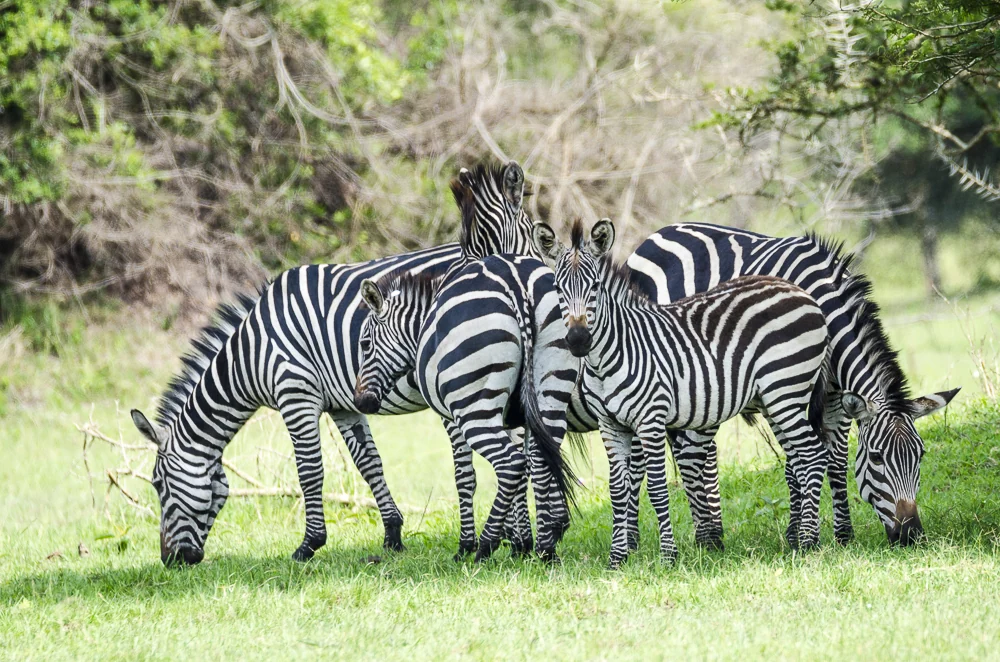 Zebra, Uganda