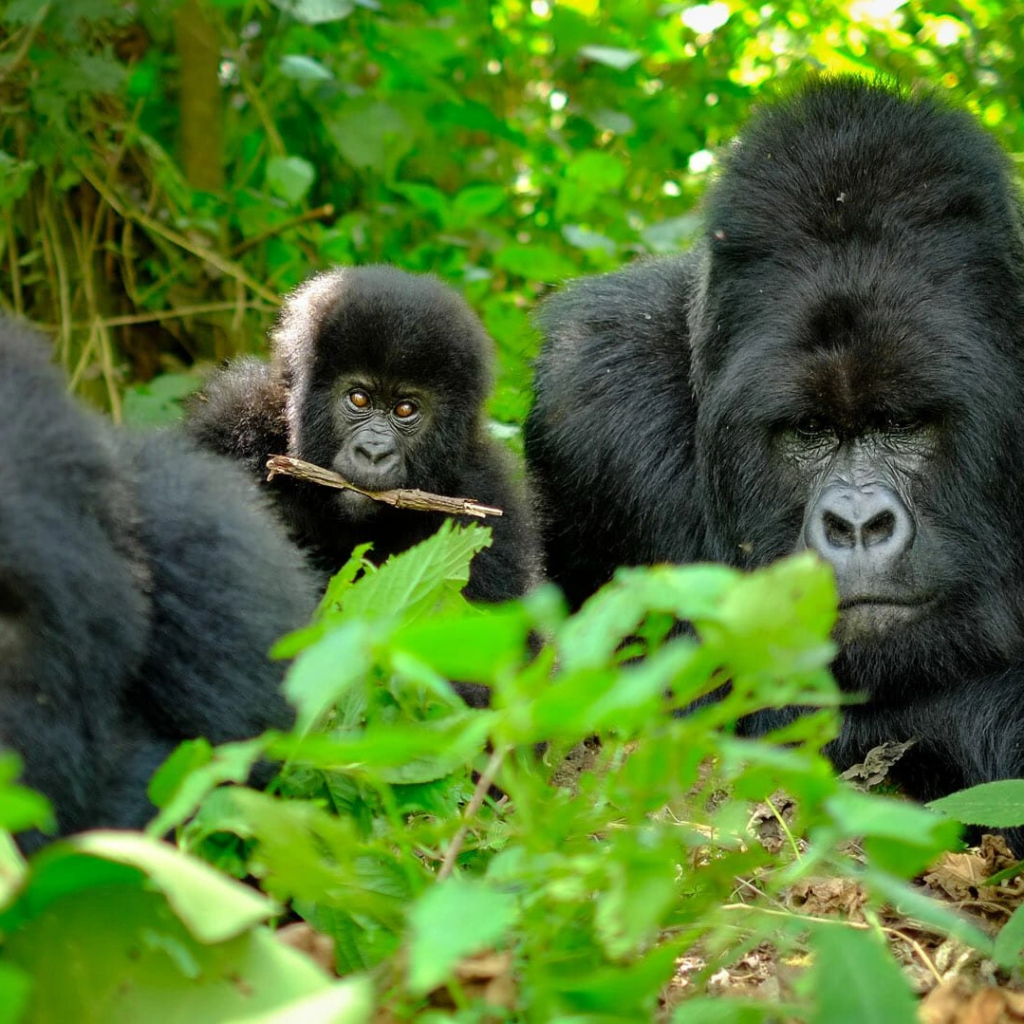 6-Day Rwanda Primates & Culture Safari
