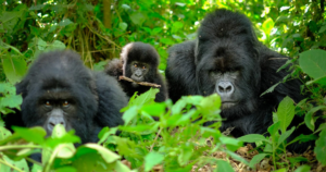 6-Day Rwanda Primates & Culture Safari