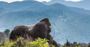 4-Day Rwanda Gorilla Trekking Safari