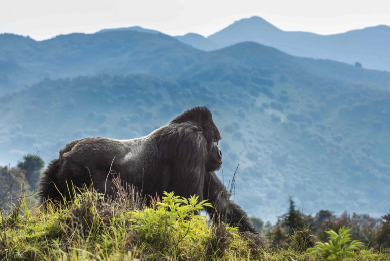 4-Day Rwanda Gorilla Trekking Safari