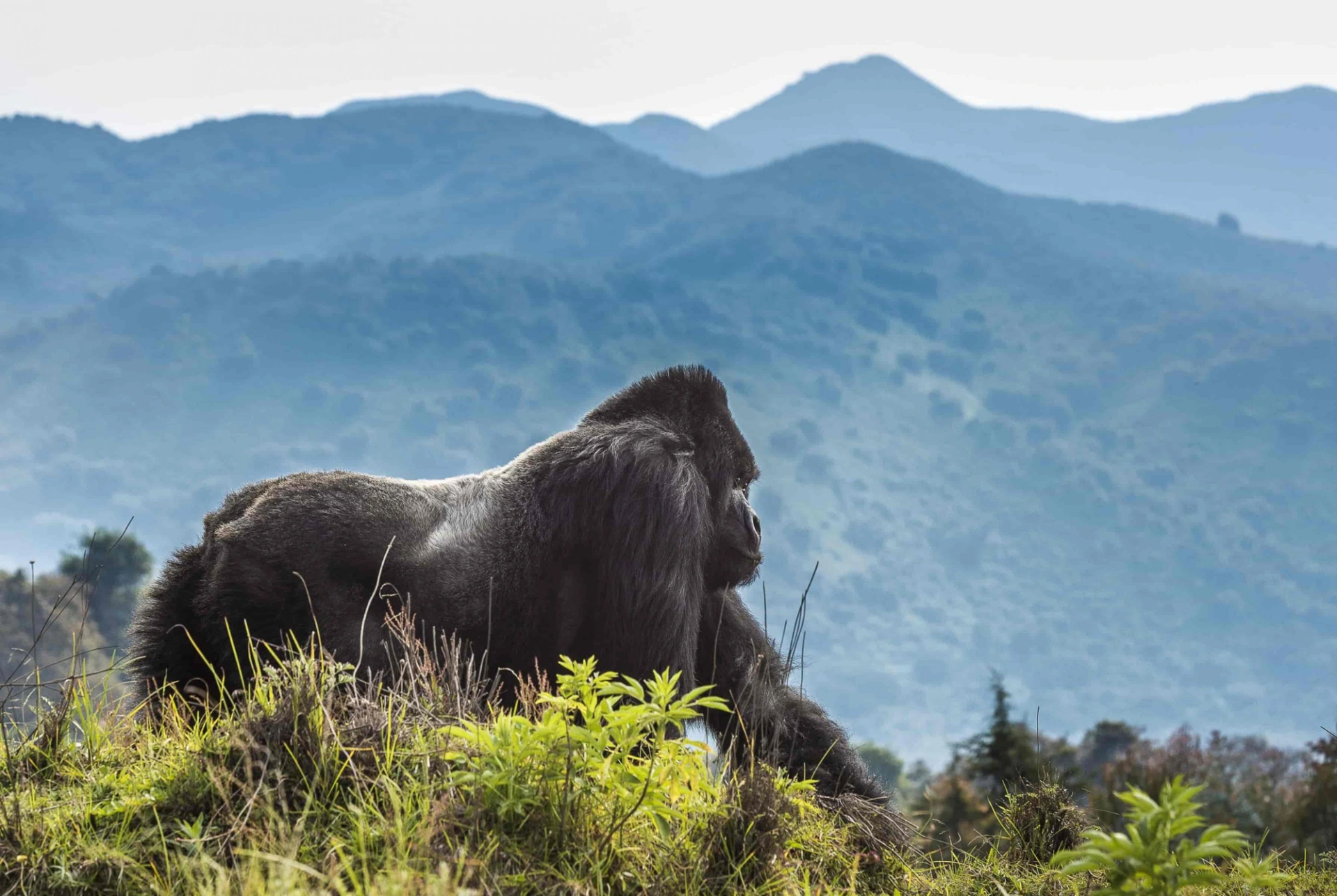 4-Day Rwanda Gorilla Trekking Safari
