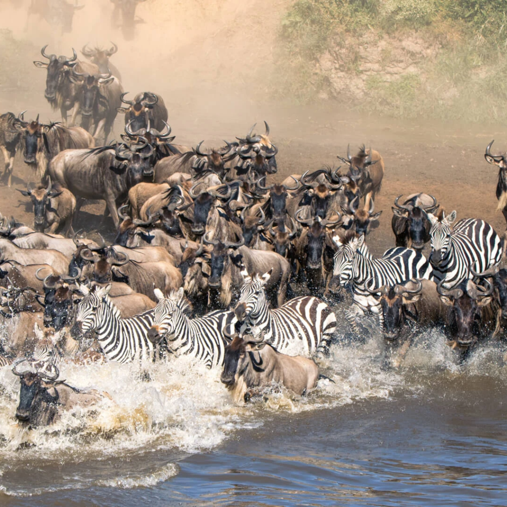 Wildebeest and zebras crossing a river during the migration