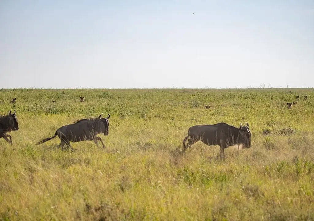 Wildebeest crossing open grassland, Kenya
