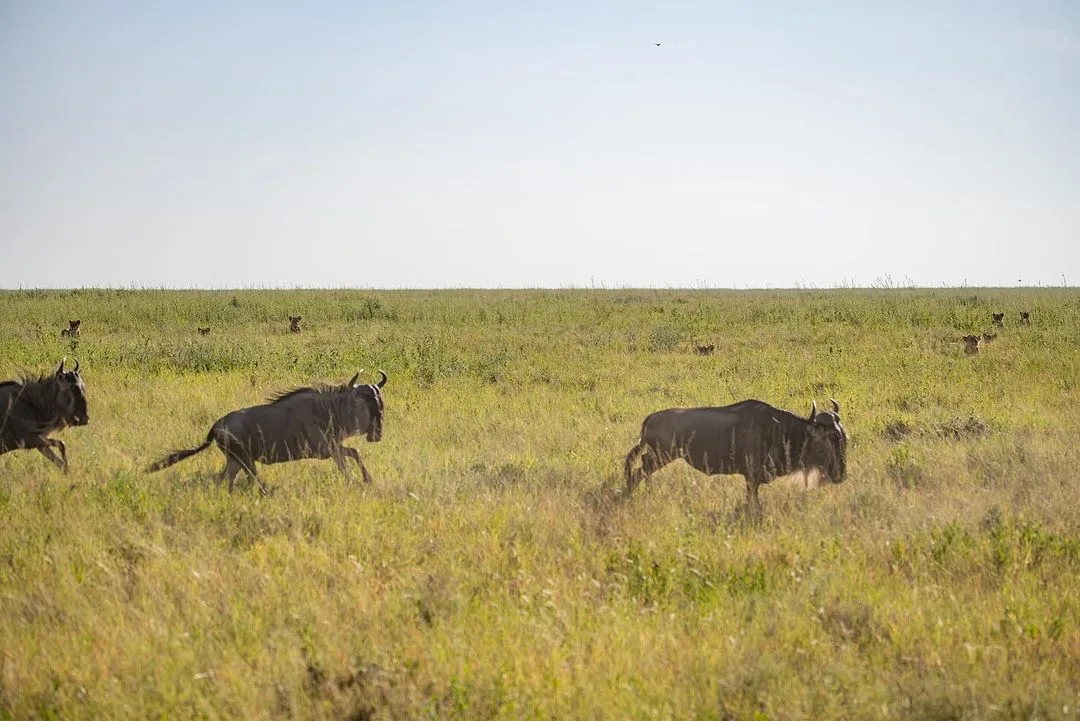 Nairobi National Park
